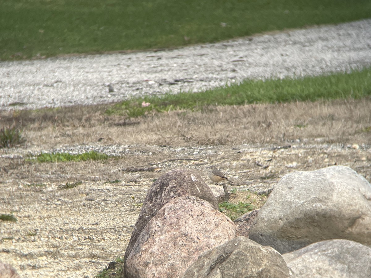 Rock Wren - ML609705762