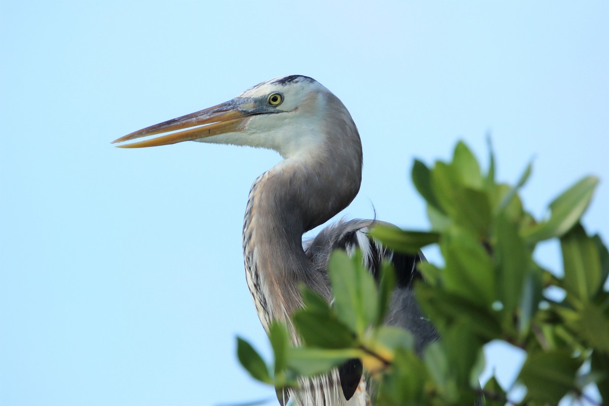 Great Blue Heron - ML609705802