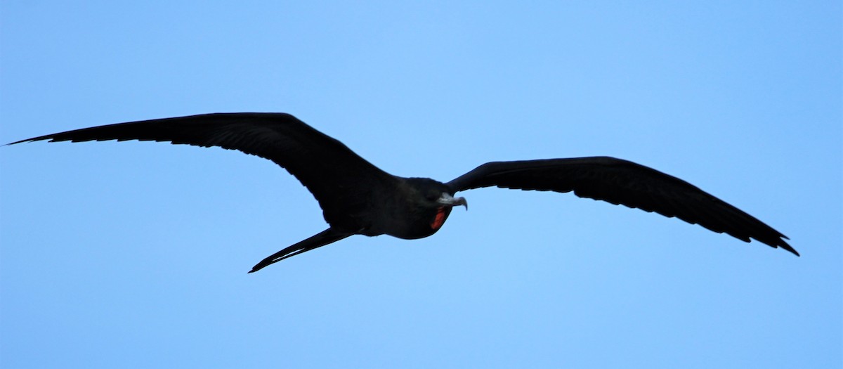 Magnificent Frigatebird - ML609705825