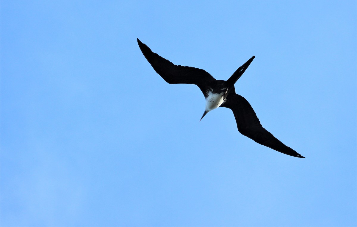 Magnificent Frigatebird - ML609705826