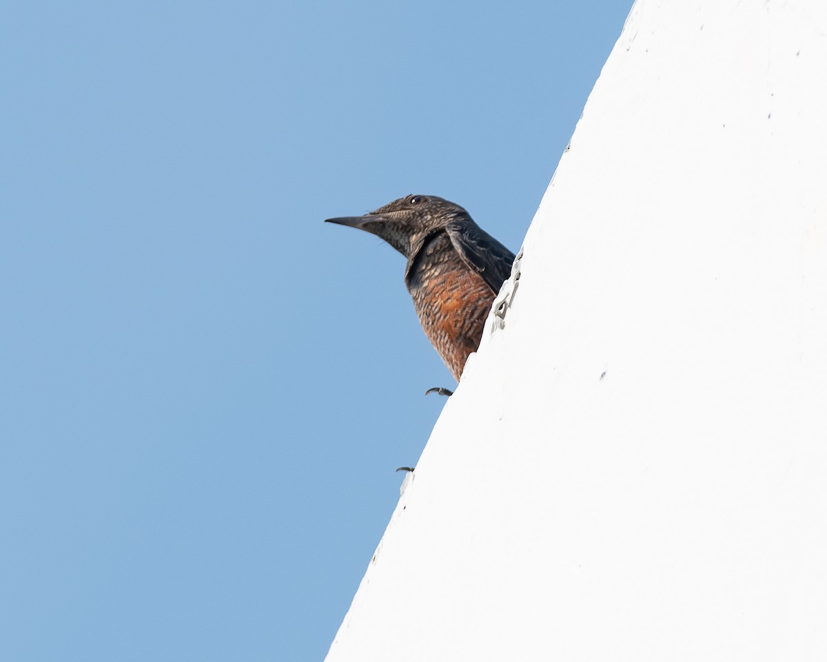 Blue Rock-Thrush - ML609705859