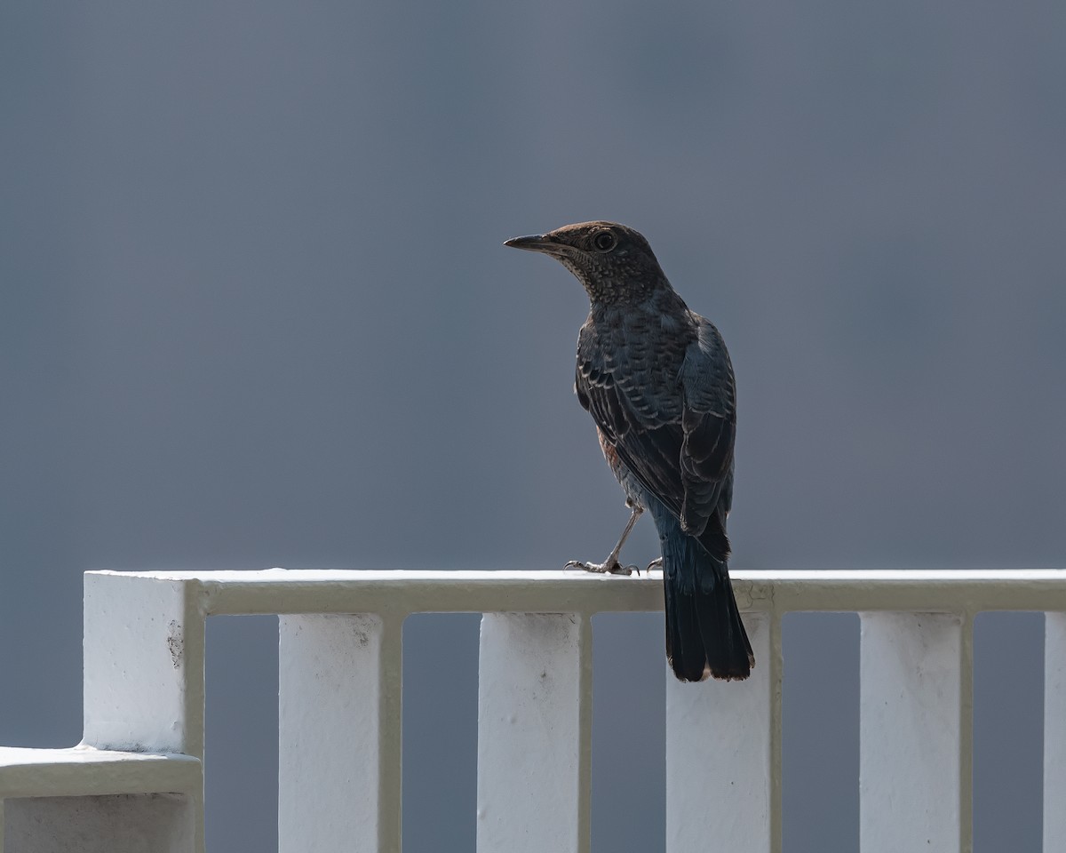 Blue Rock-Thrush - ML609705860