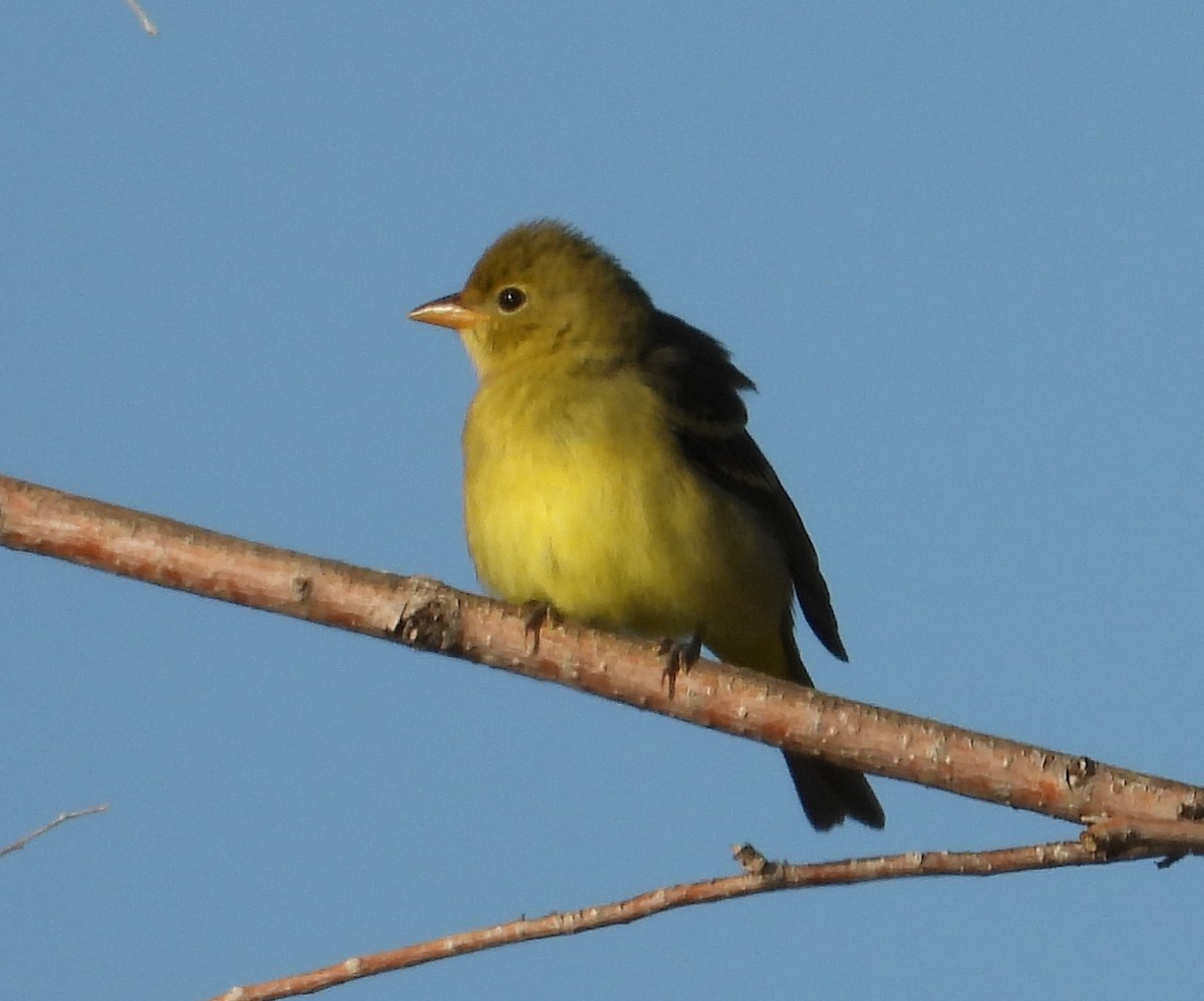 Western Tanager - ML609705920