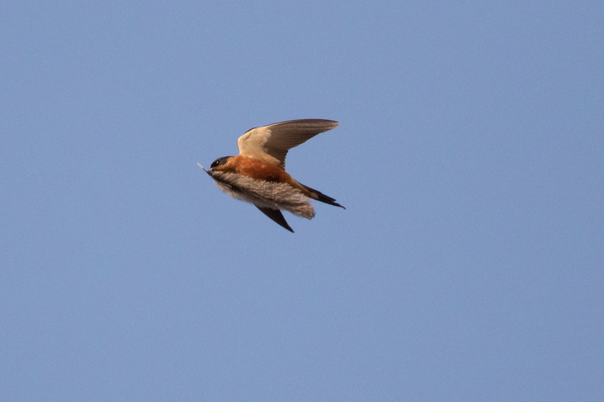 Golondrina Pechirrufa - ML609705923