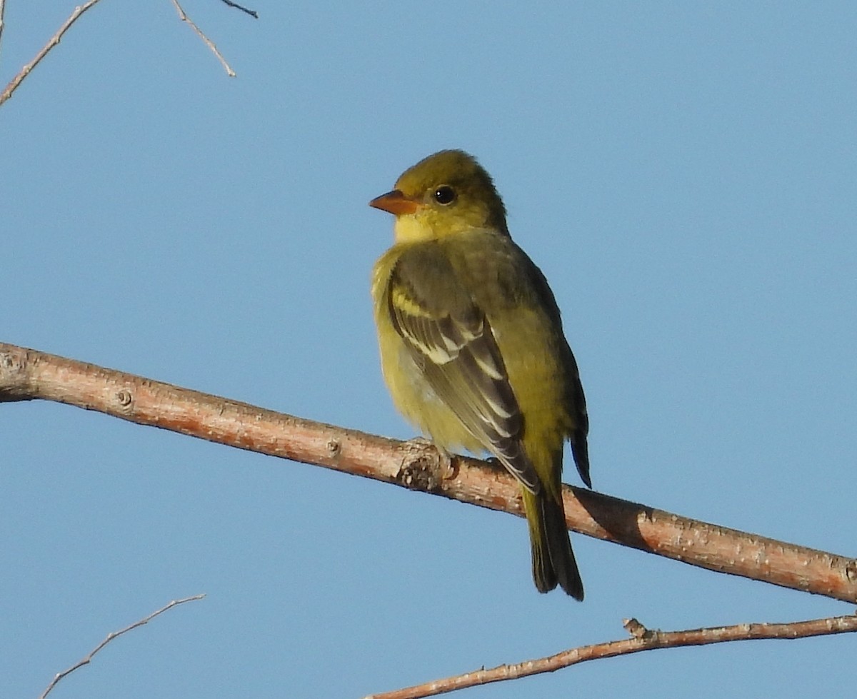 Western Tanager - ML609705924