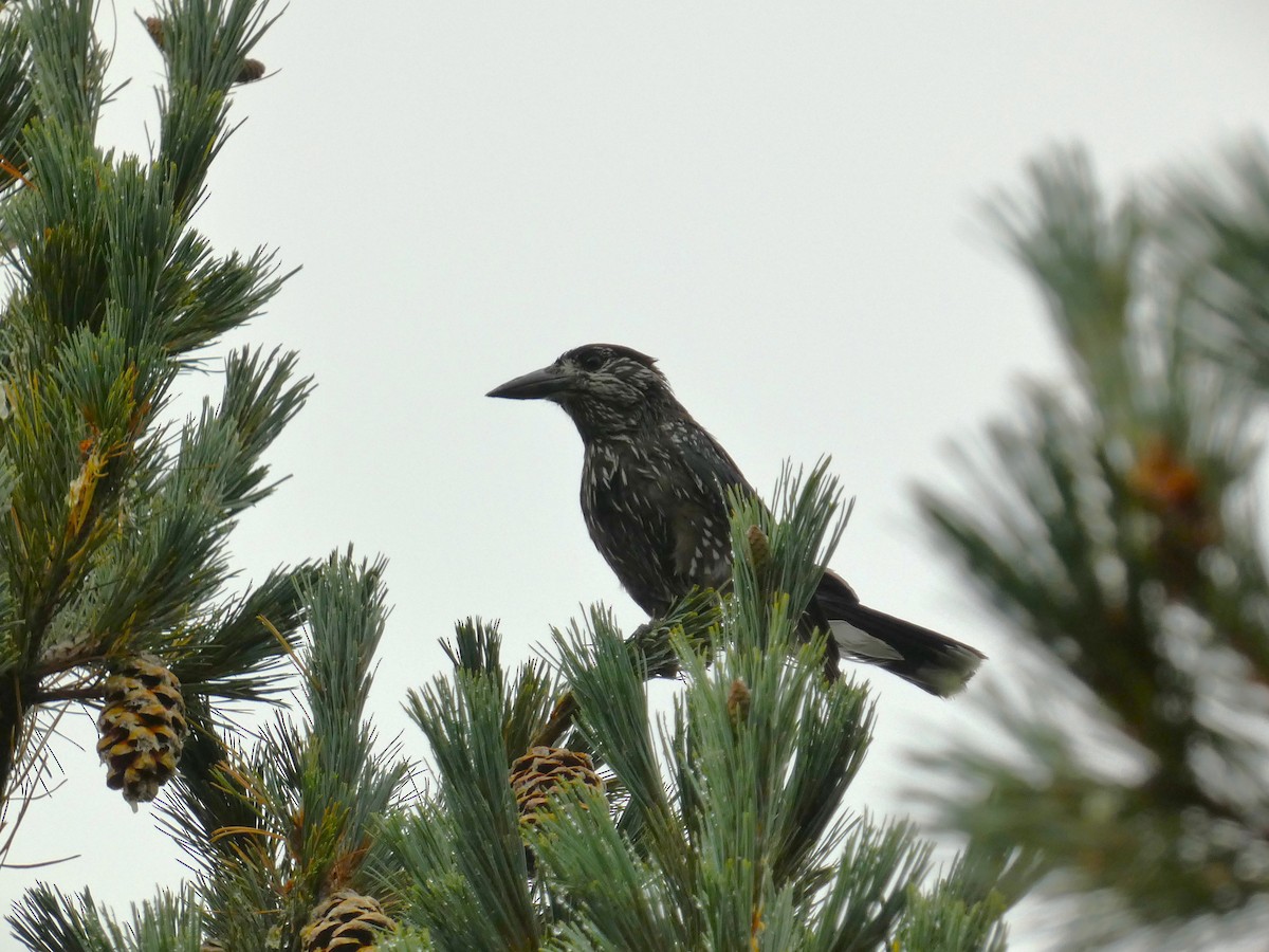 Самарч шаазгай - ML609705926