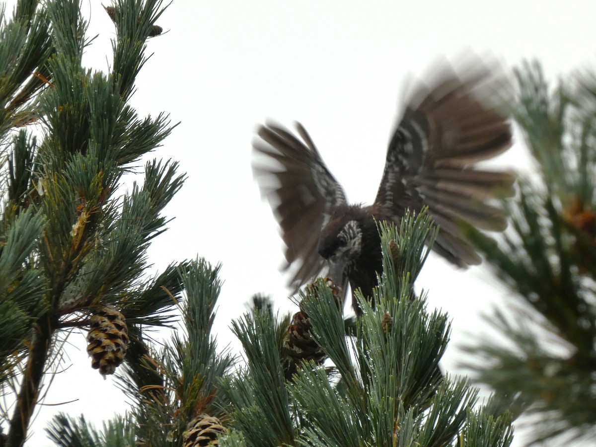 Самарч шаазгай - ML609705927