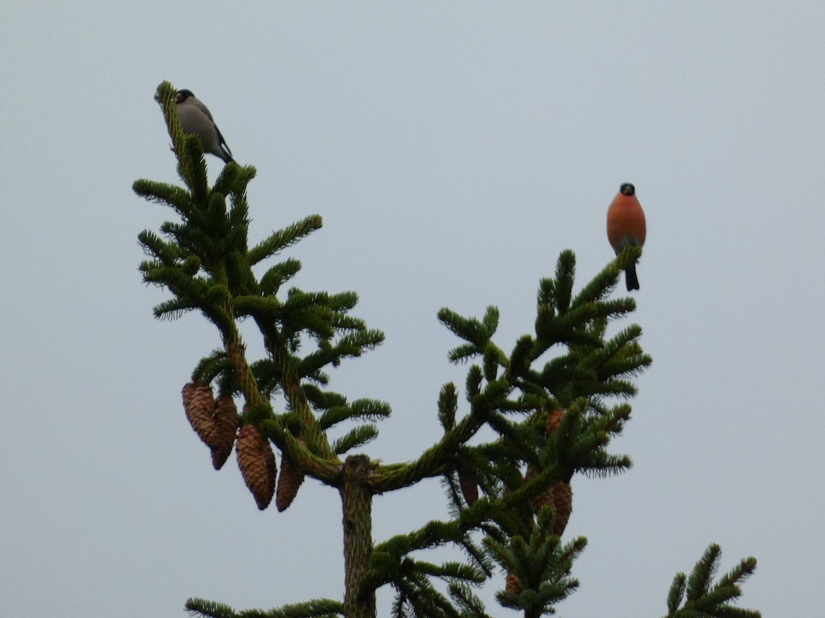 Эгэл зана - ML609705932