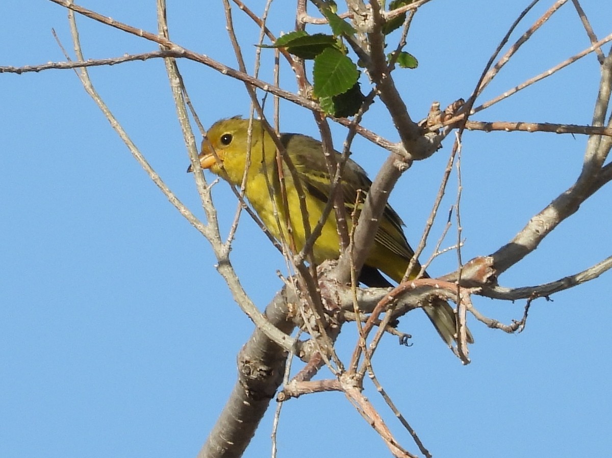 Western Tanager - ML609705938