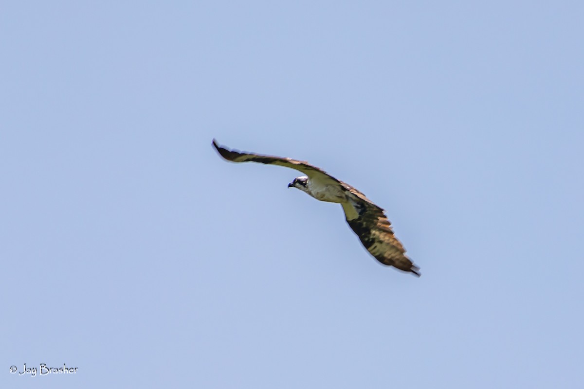 Águila Pescadora - ML609705939