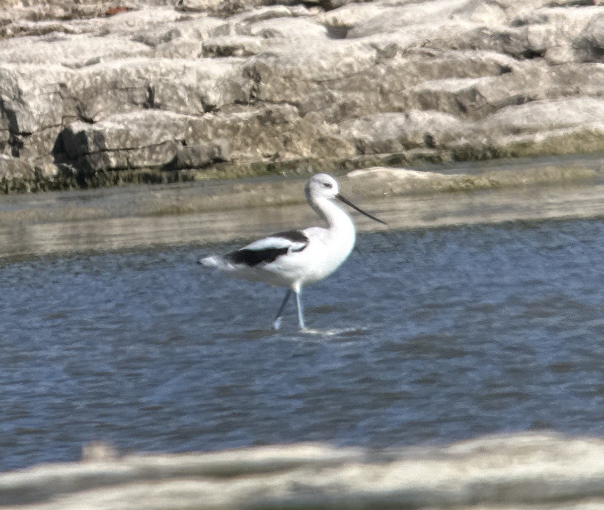 American Avocet - ML609705983