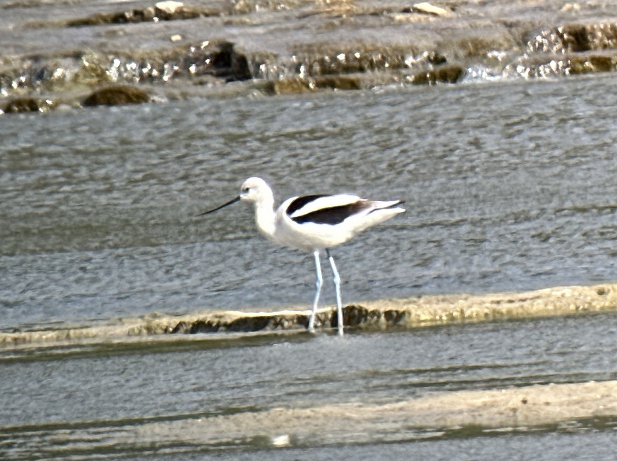 American Avocet - ML609705984