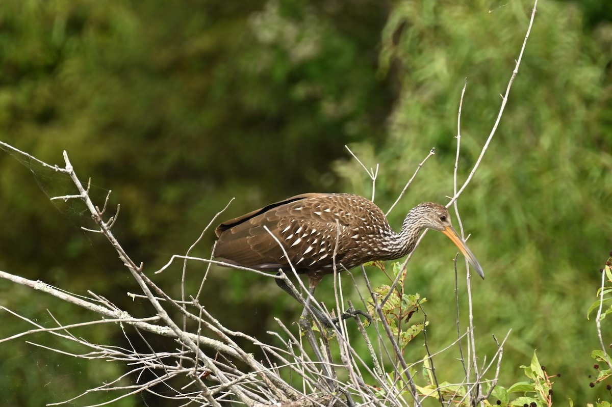 Limpkin - LTV Bird Club