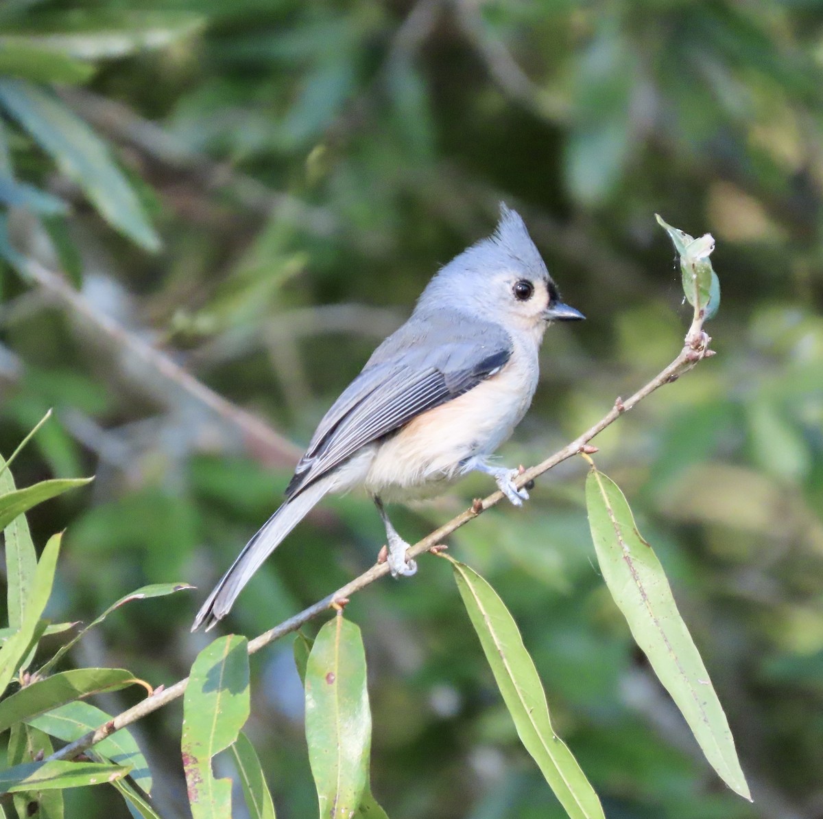 Tufted Titmouse - ML609706091