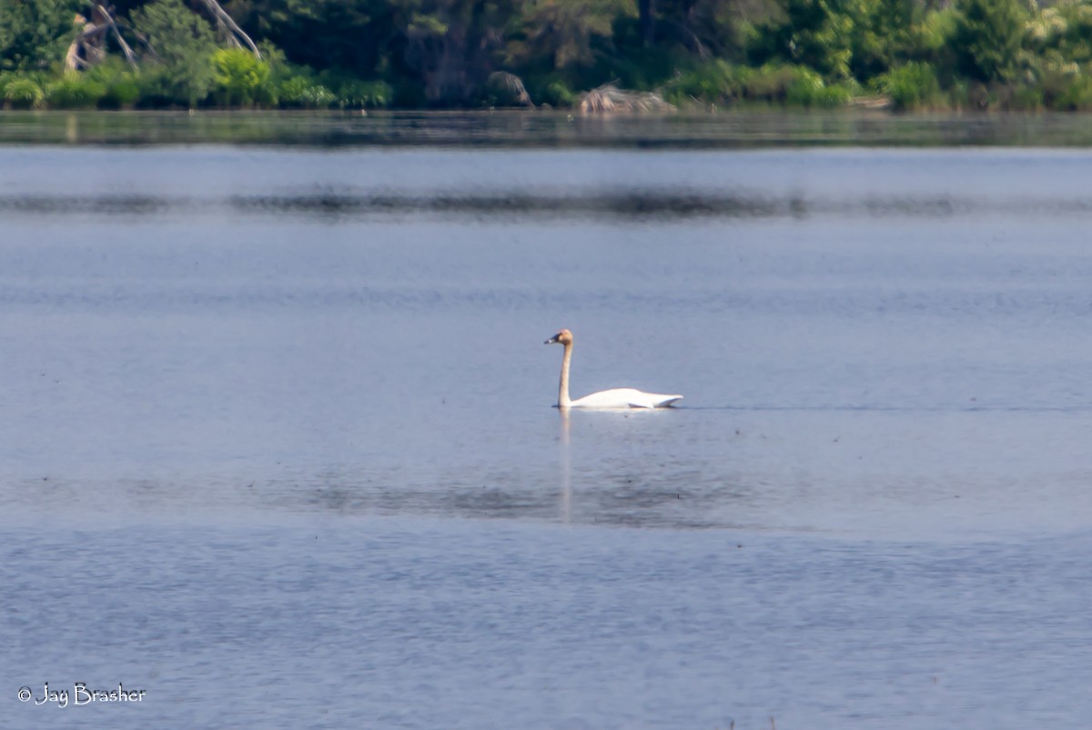 Trumpeter Swan - ML609706102