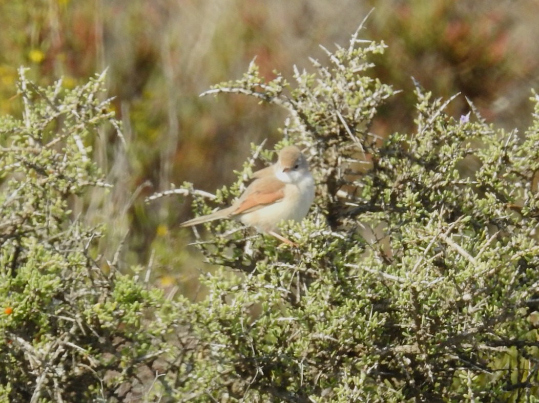 Spectacled Warbler - ML609706148