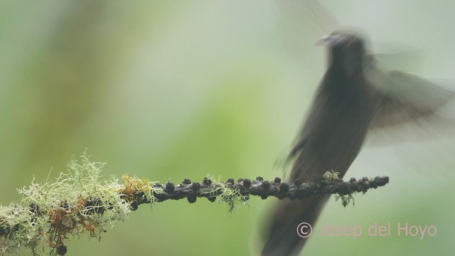 kolibřík fialovouchý - ML609706189