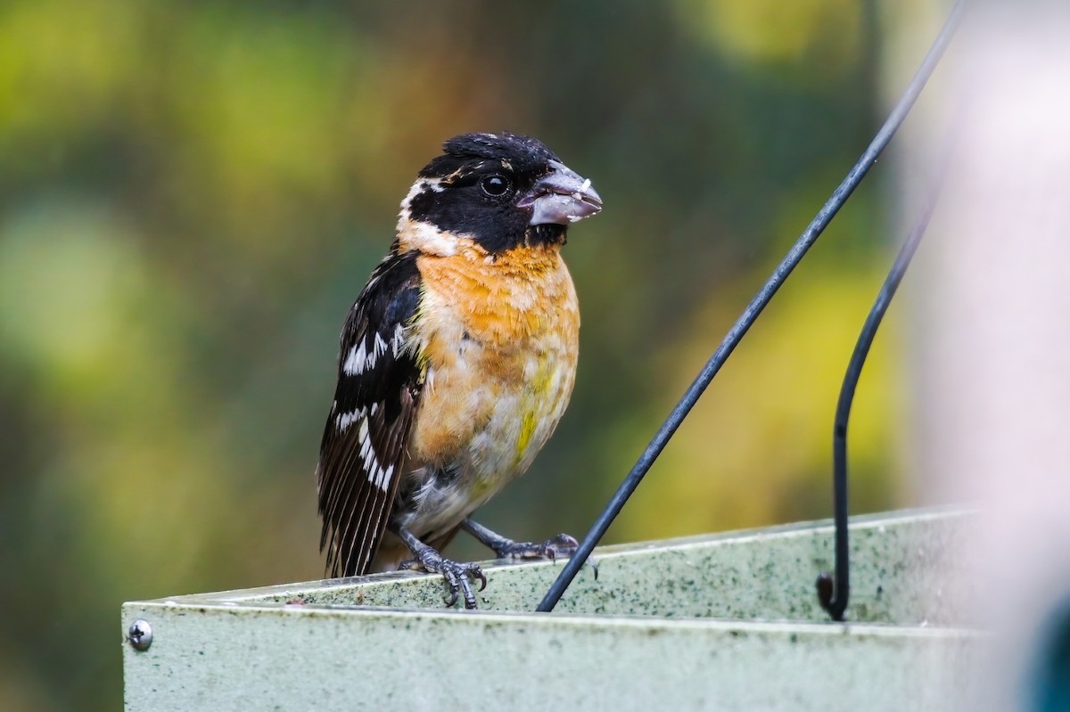 Black-headed Grosbeak - ML609706238