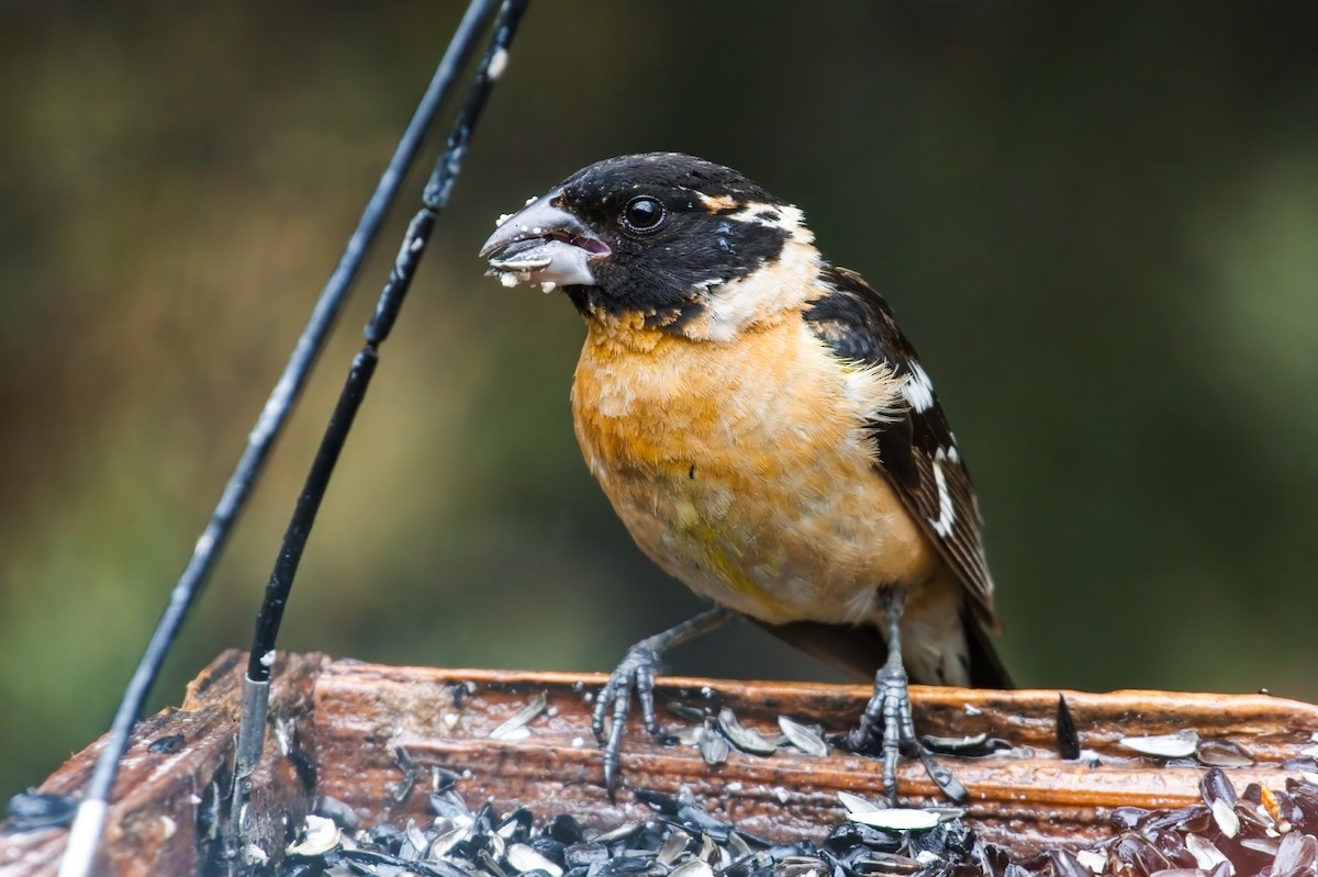 Black-headed Grosbeak - ML609706239