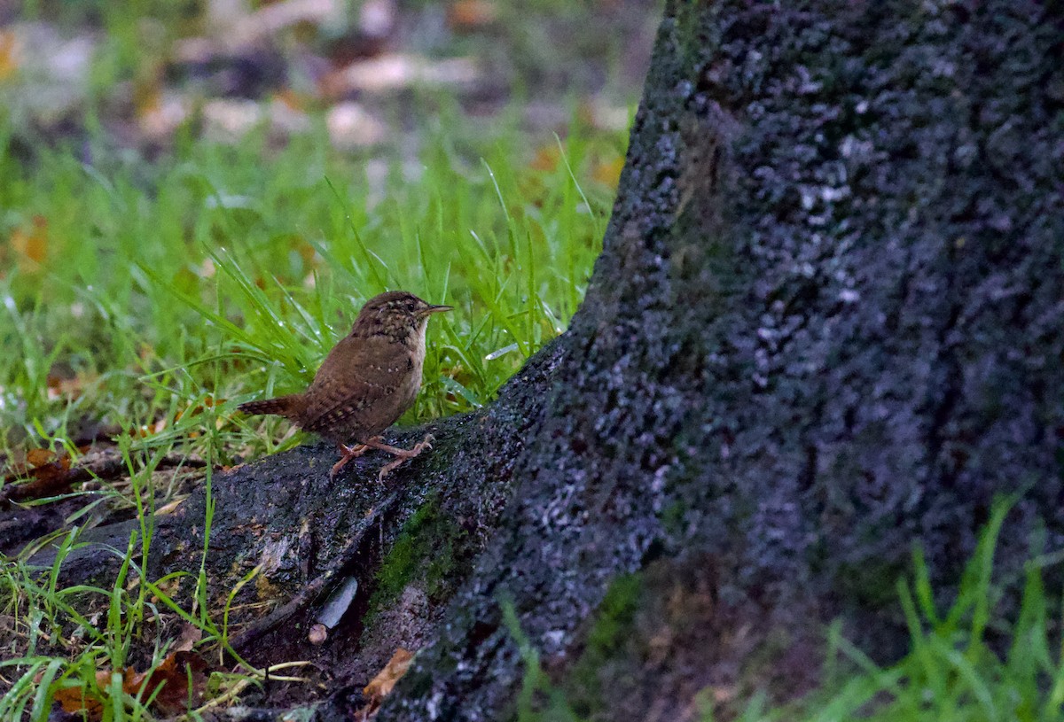 Eurasian Wren (British) - ML609706317