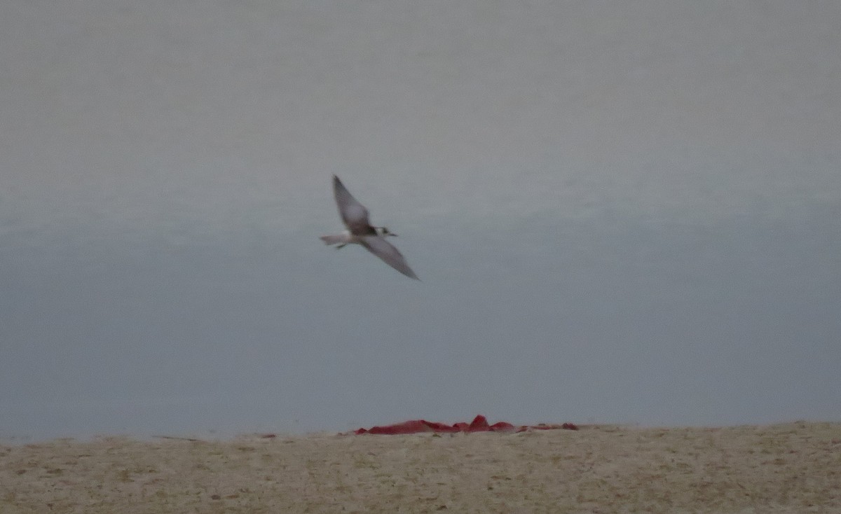 White-winged Tern - Juan Carlos Albero