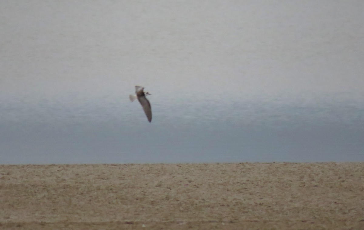 White-winged Tern - Juan Carlos Albero