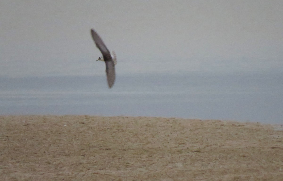 White-winged Tern - Juan Carlos Albero