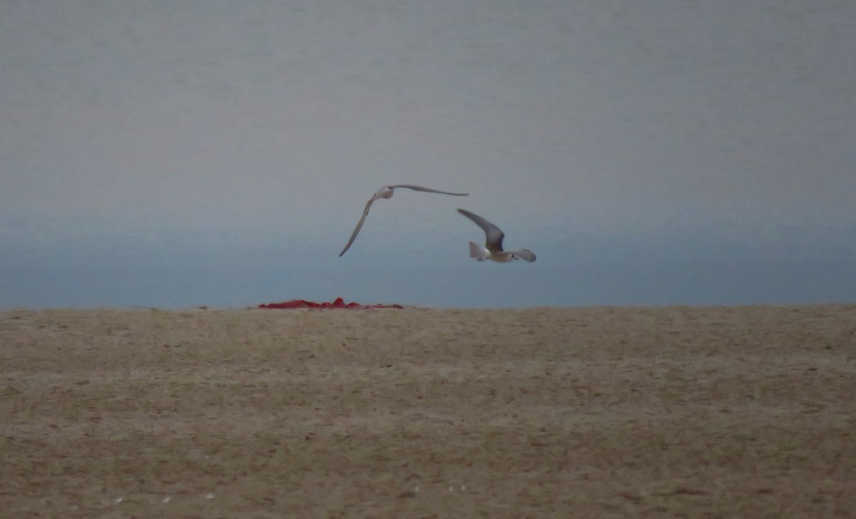 White-winged Tern - ML609706332