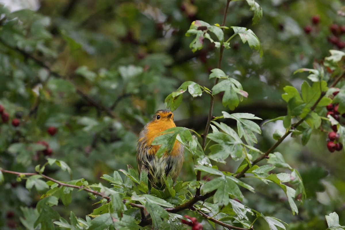 European Robin - ML609706334