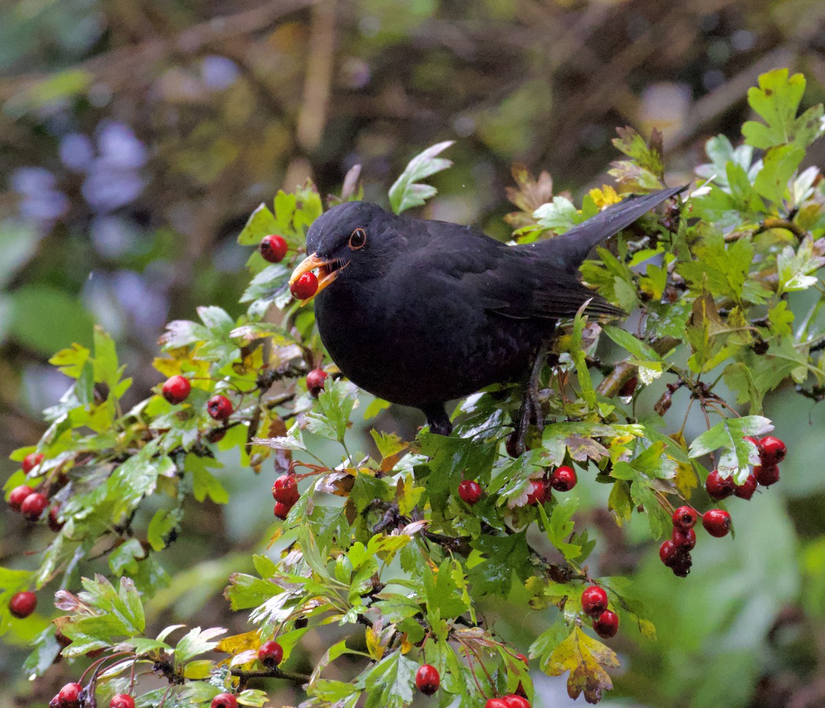 Eurasian Blackbird - ML609706406