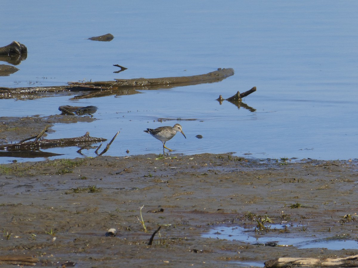 Pectoral Sandpiper - ML609706417