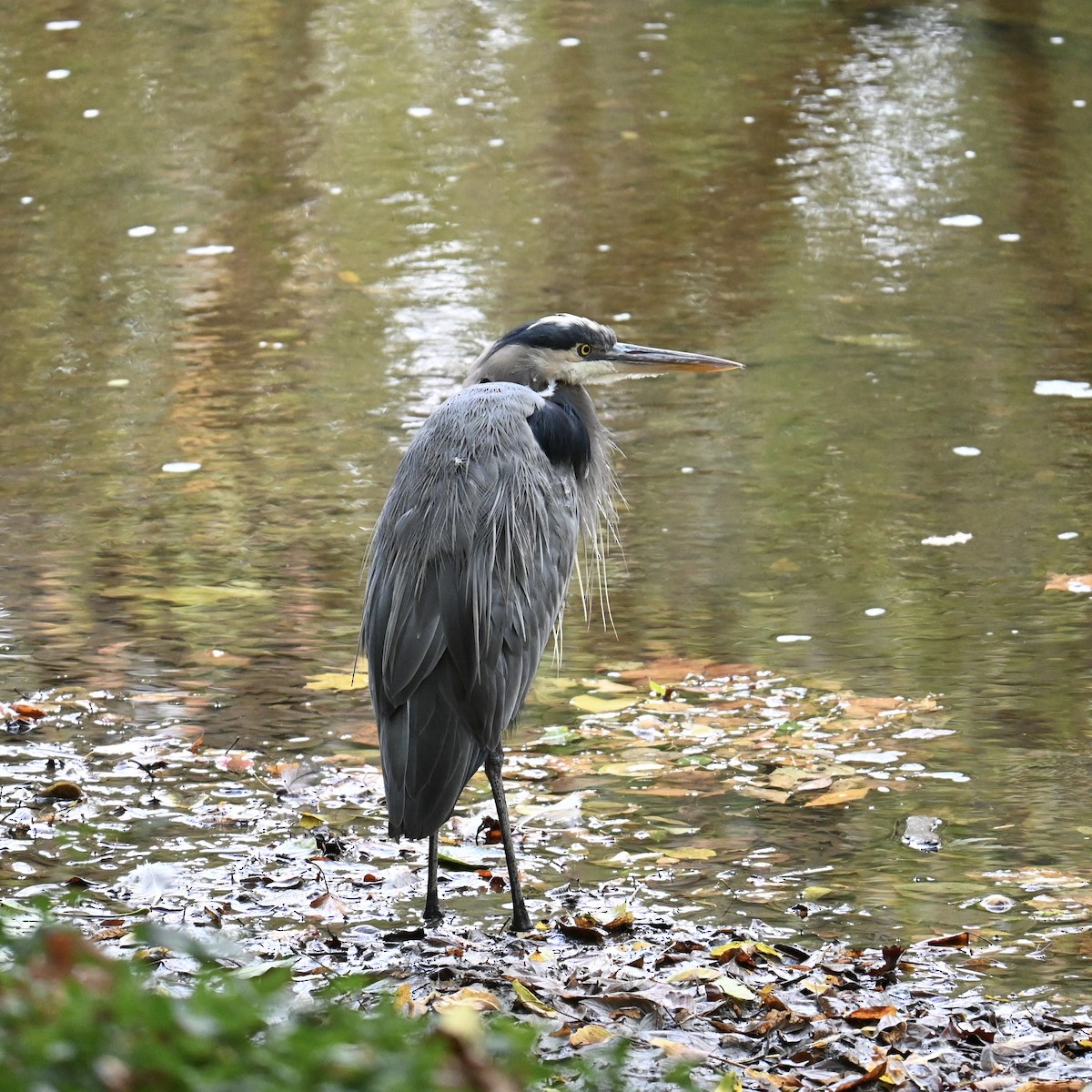 Great Blue Heron - ML609706425