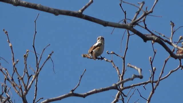 Souza's Shrike - ML609706439