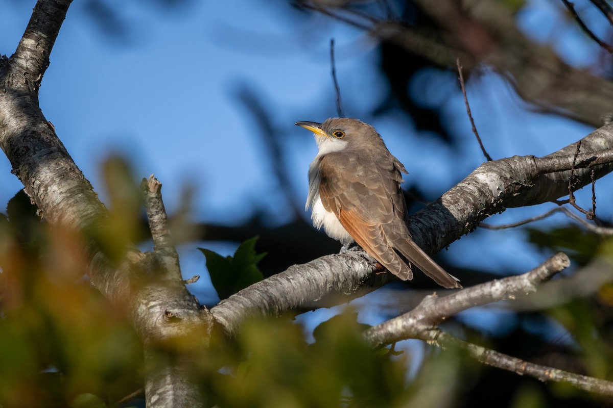 Yellow-billed Cuckoo - ML609706484