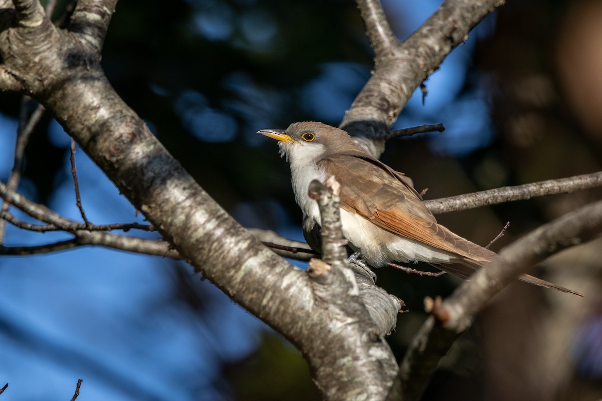 Yellow-billed Cuckoo - ML609706485