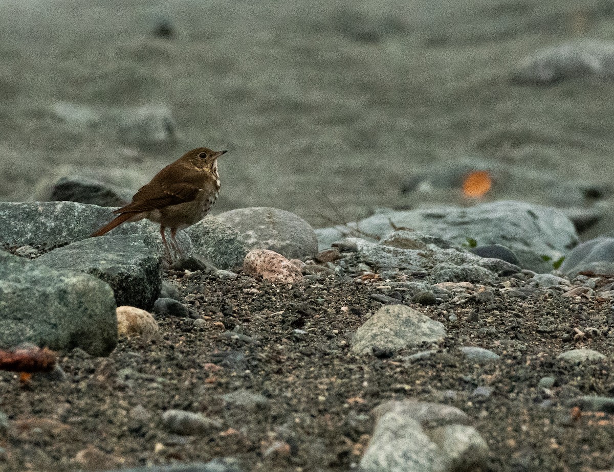 Hermit Thrush - ML609706546