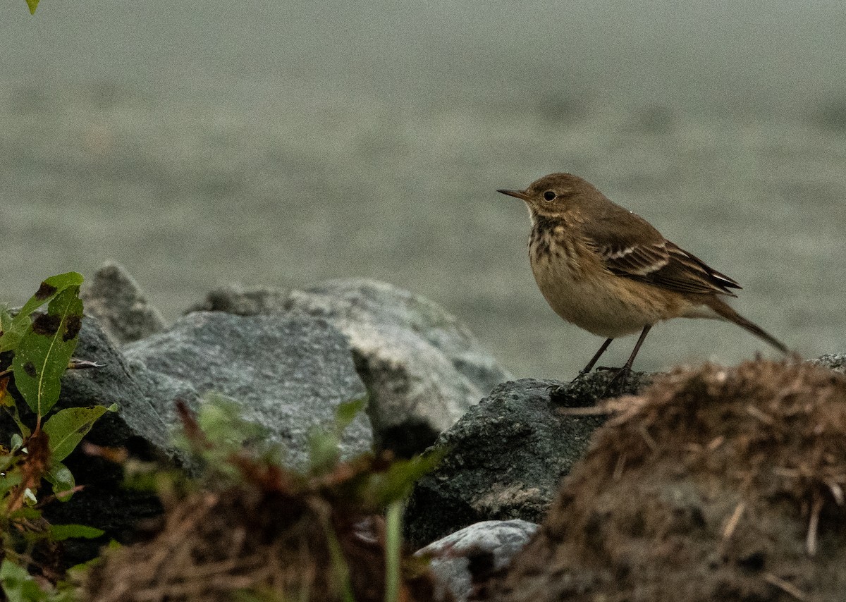 American Pipit - ML609706548