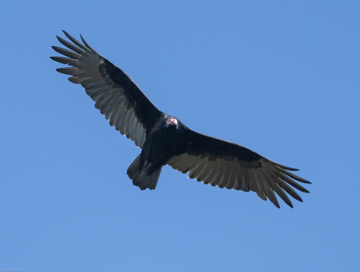 Turkey Vulture - ML609706588