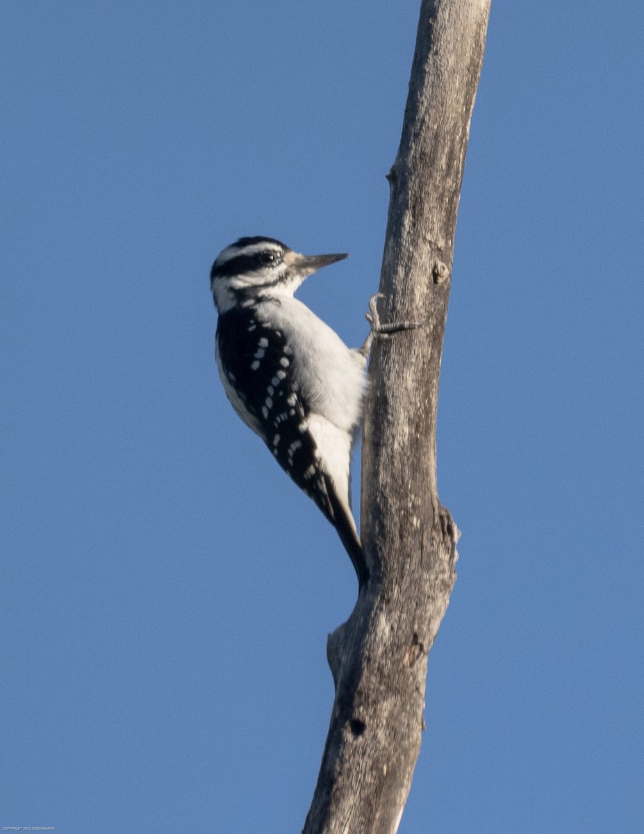 Hairy Woodpecker - ML609706603