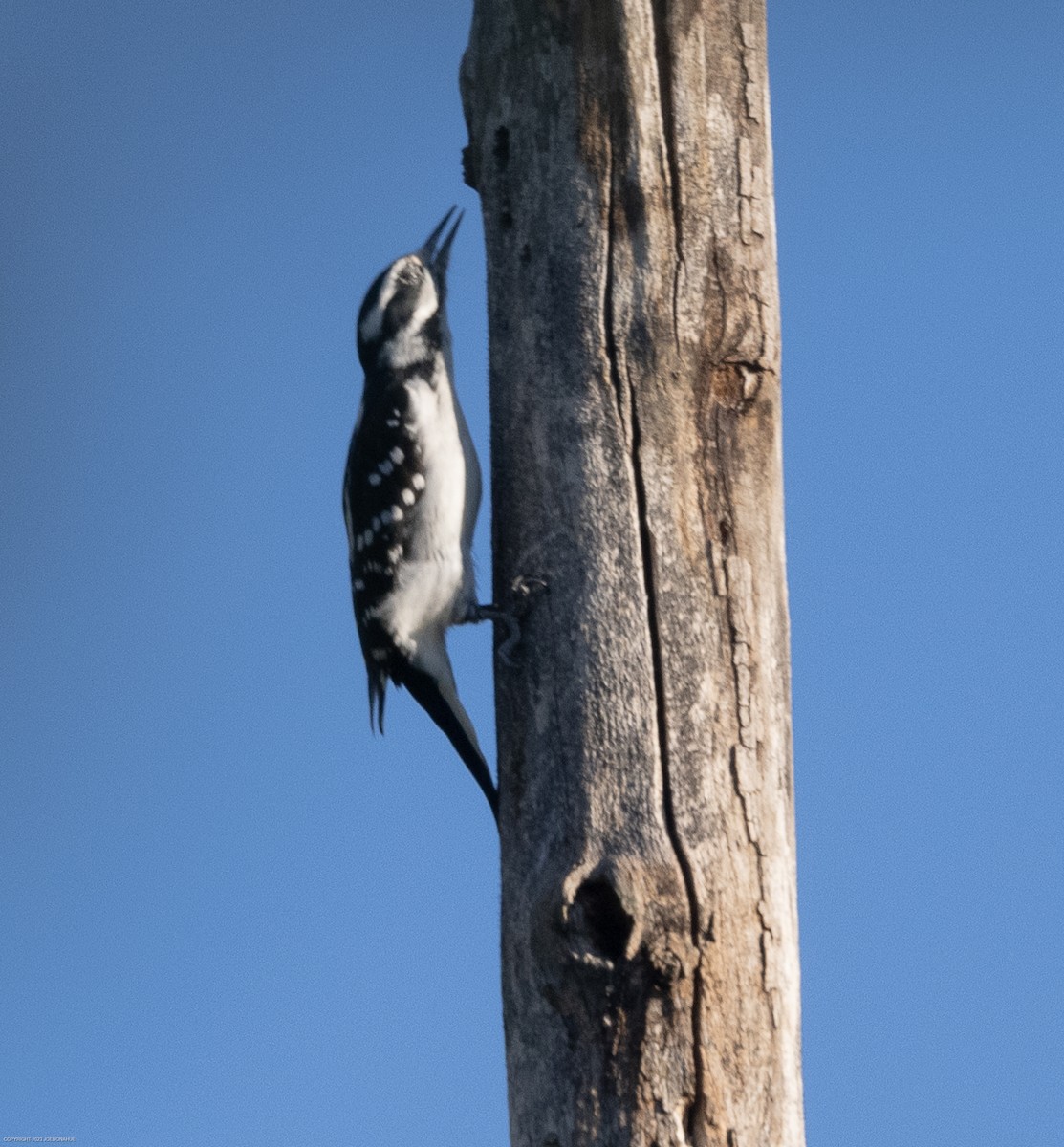 Hairy Woodpecker - ML609706604