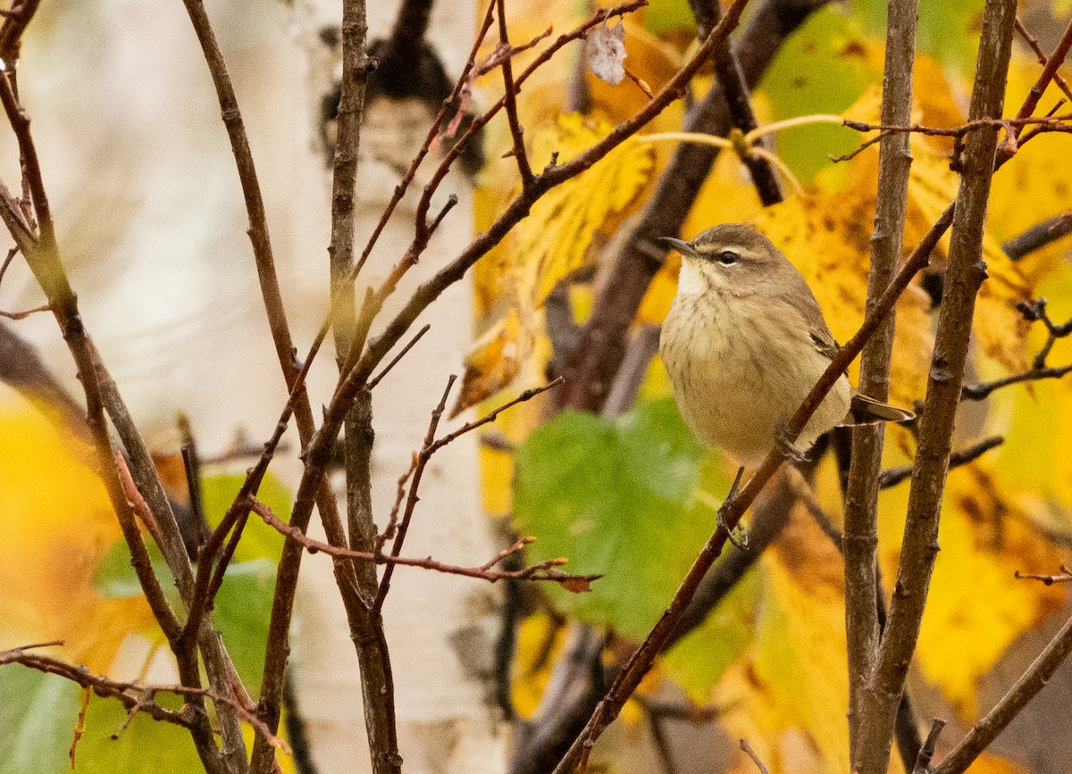 Palm Warbler - ML609706633