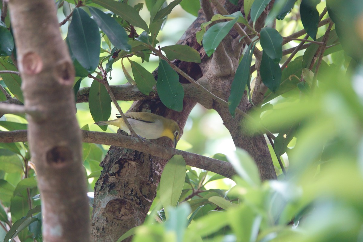 Swinhoe's White-eye - ML609706739