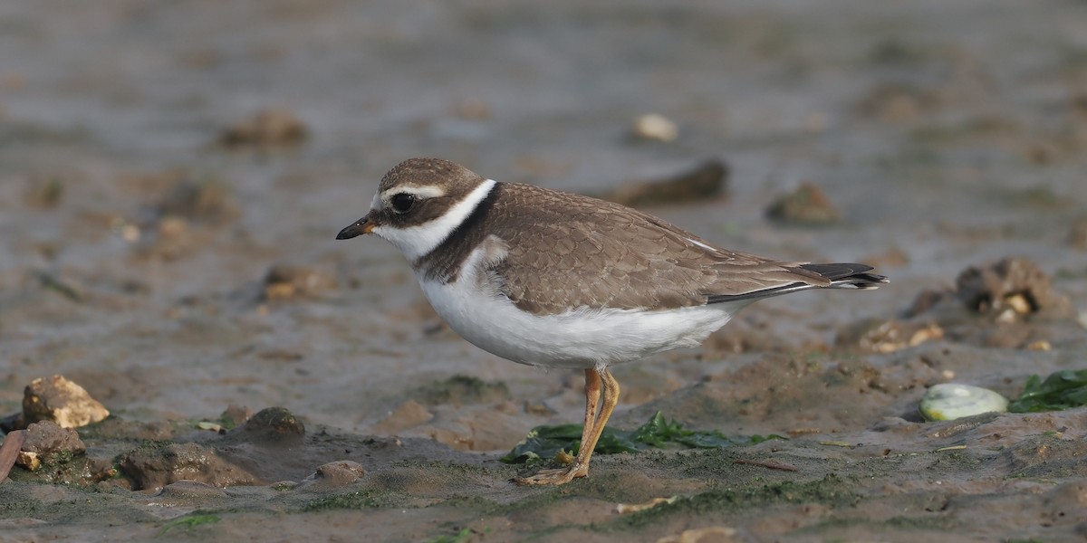 Common Ringed Plover - ML609706748