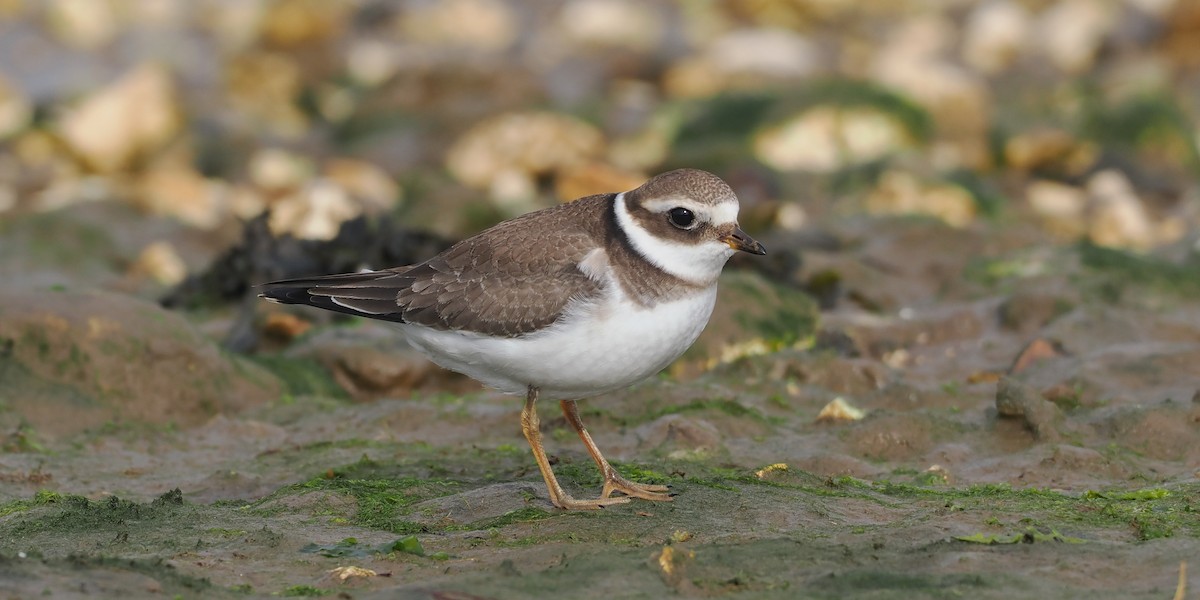Common Ringed Plover - ML609706749