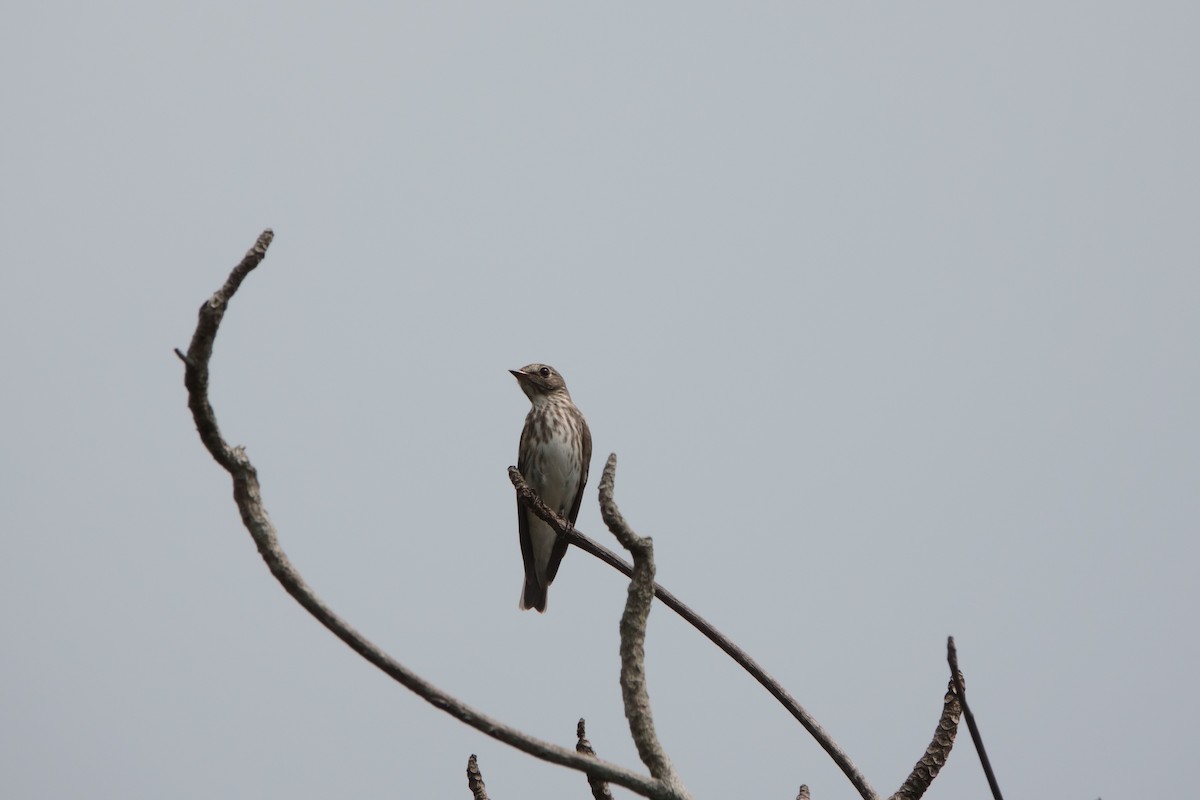 Gray-streaked Flycatcher - Wenpei Lin