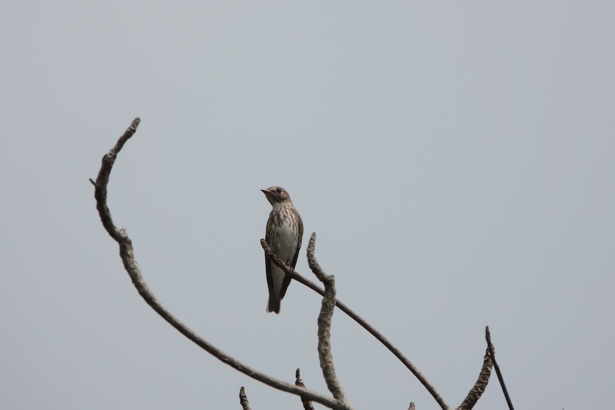 Gray-streaked Flycatcher - ML609706754