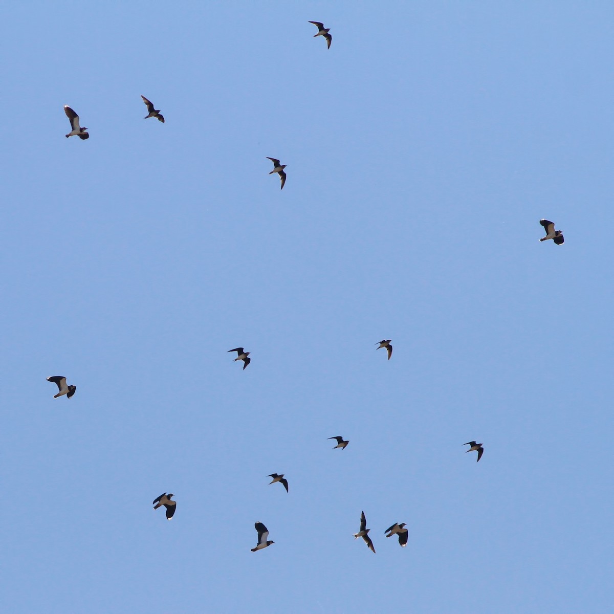 Black-winged Pratincole - ML609706767