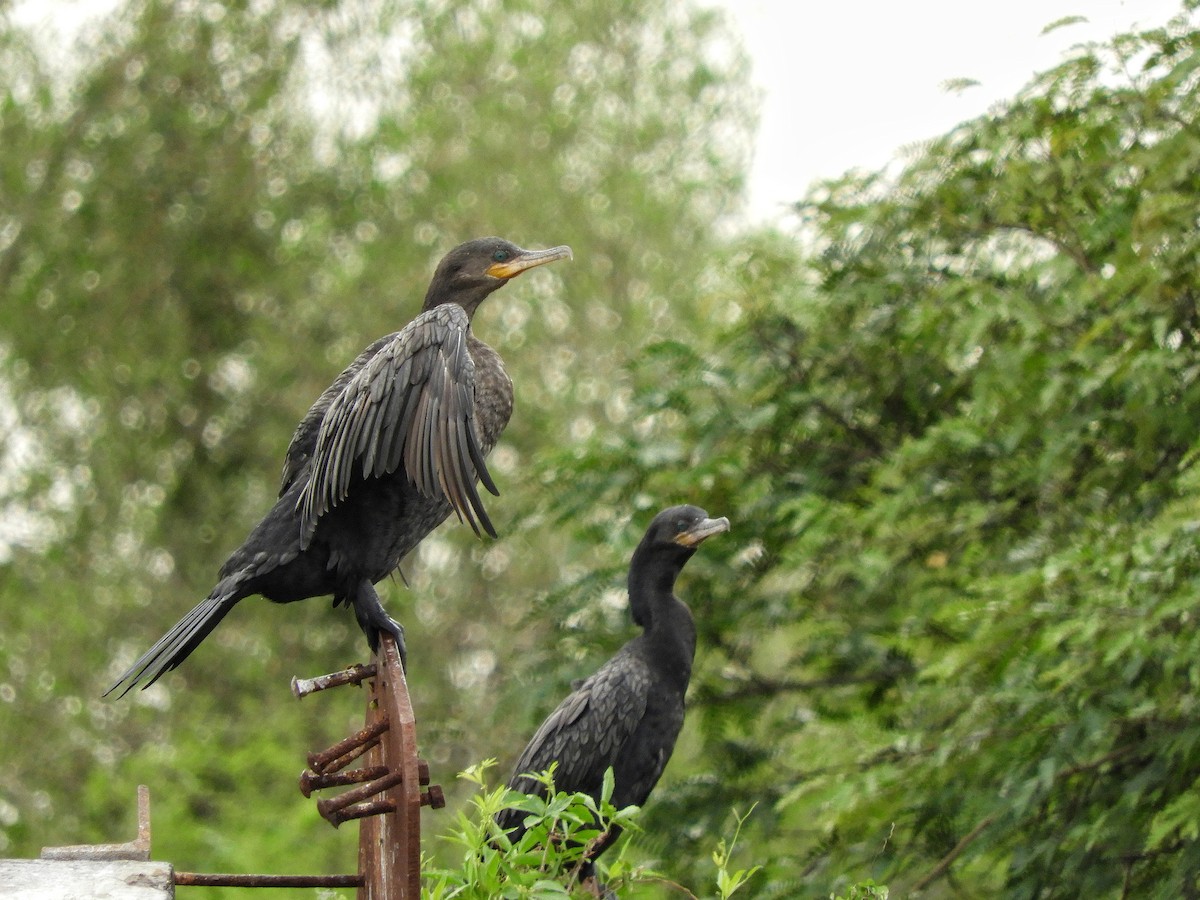 Cormorán Biguá - ML609706793