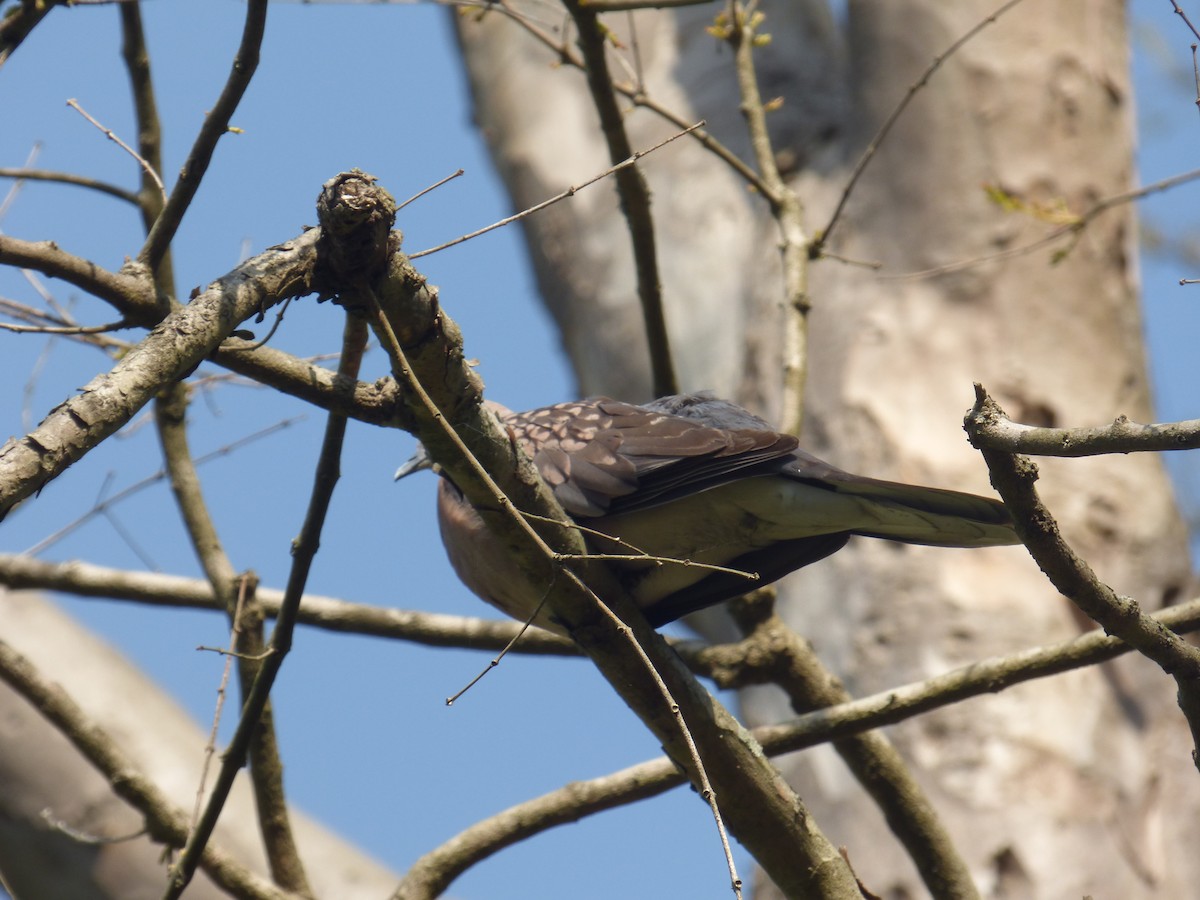 Spotted Dove - ML609706795
