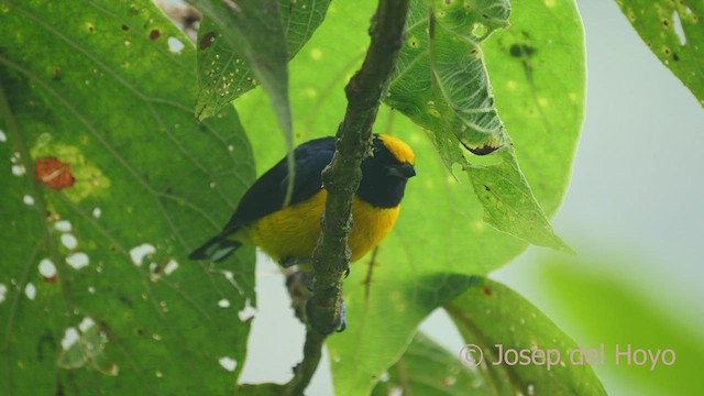 Orange-bellied Euphonia - ML609706939